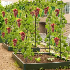 Gurken-Trellis mit Netz für Kletterpflanzen & Kunststoffbeschichteten Metallstangen & Clips Pflanzenstütz
