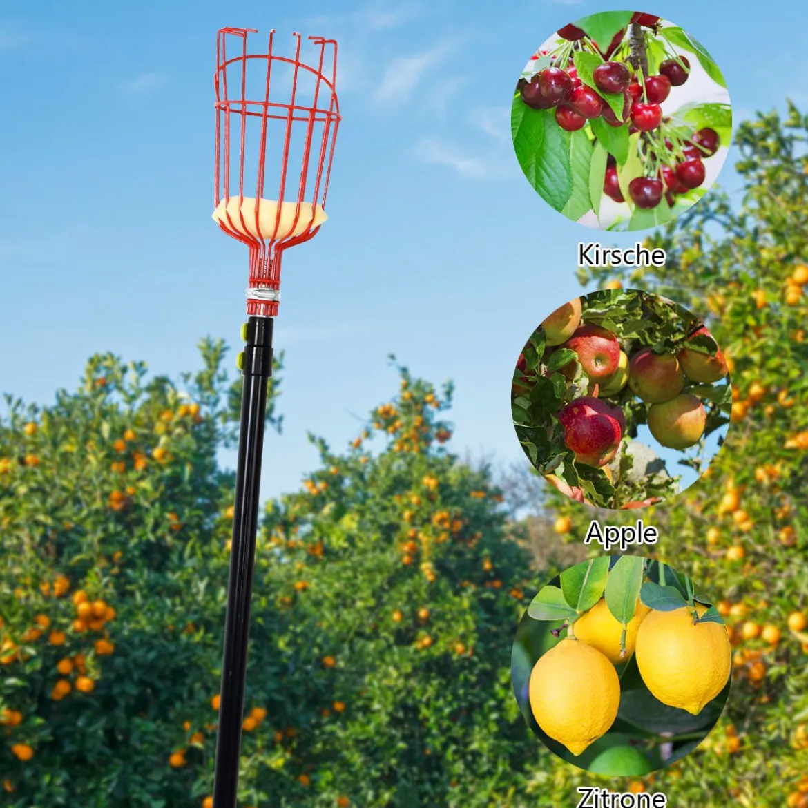 Obstpflücker mit Korb Teleskopstiel Apfelpflücker Teleskopstange Obstpflückwerkzeug Metallpflückkopf Obstfänger 145-366cm