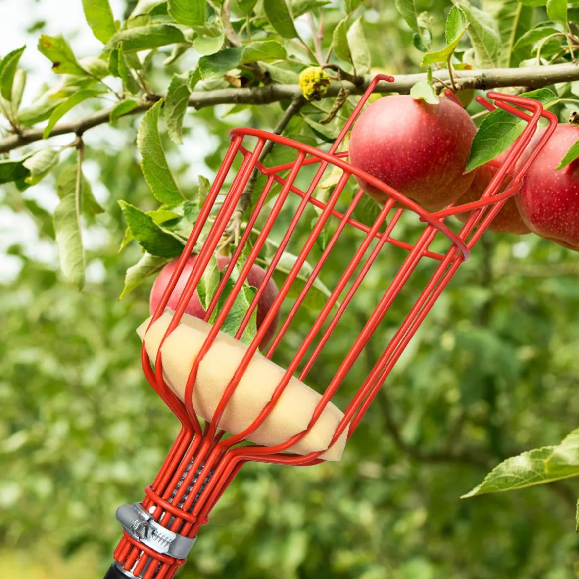 Obstpflücker mit Korb Teleskopstiel Apfelpflücker Teleskopstange Obstpflückwerkzeug Metallpflückkopf Obstfänger 145-366cm