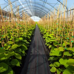 Unkrautvlies 50m² Gartenvlies gegen Unkraut Unkrautfolie PP Schwarz 50 x 1m-100 g/m²